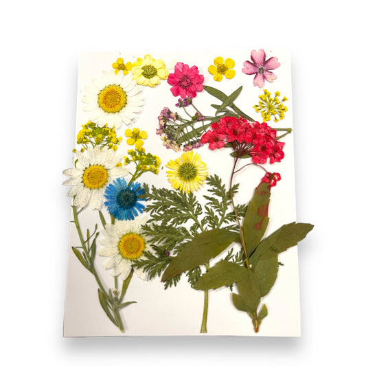 Pressed Dried Flowers