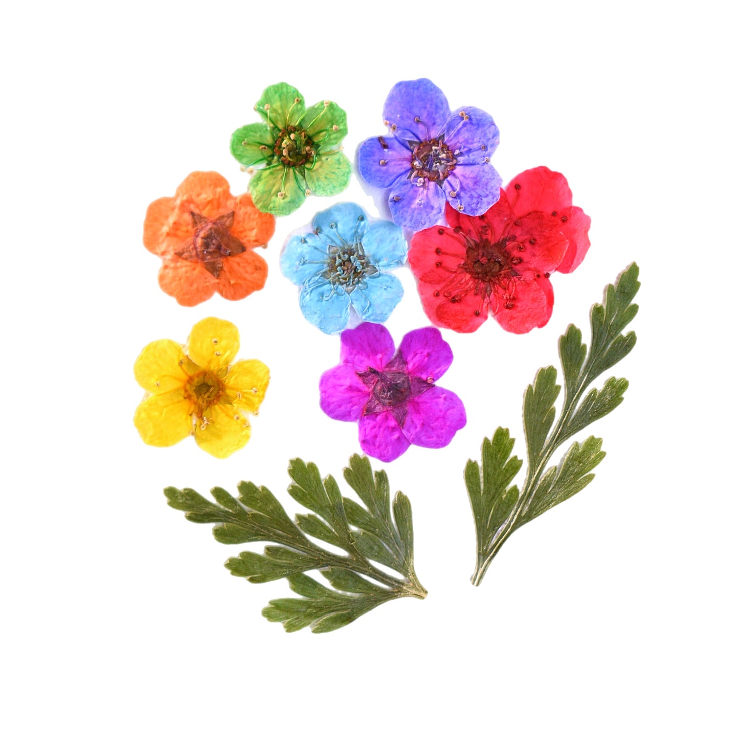 Dried Flower Set - 144pcs